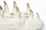 Fossil Mosasaur Lower Jaws with Twenty-Five Teeth #214399-5